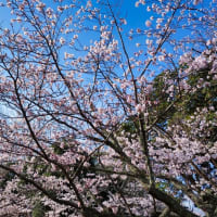山陰の桜NO9　湊山公園　3月29日