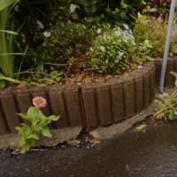 ベラボーな梅雨入り（2025.05.17）