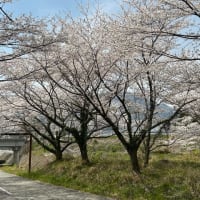 いなべ市青川沿いの桜