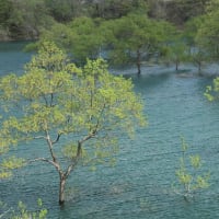 山形県　飯富町　白川湖の水没林