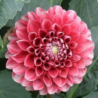 タンポポ