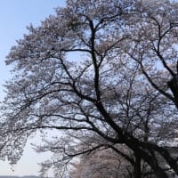  　　　　　　　　　　　　　　　　　　依田川の桜                                                                   