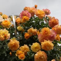 バラの花色々