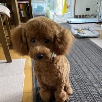 ヴァロその後