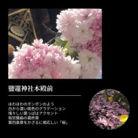 桜シーズン最終楽章