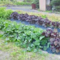春じゃがいもの芽欠き苗の収穫です