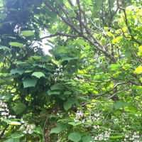 アメバーブログへ、引越しをしました
