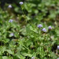 椿洞畜産センター公園の花達