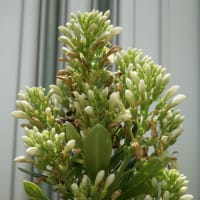晩春～夏の花：オオハマギキョウ