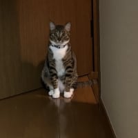 いじめっ子の話
