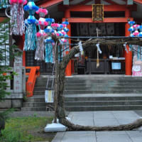 朝の散歩　七夕飾りの熊野神社に茅の輪　　　19