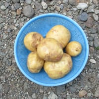 頂き物
