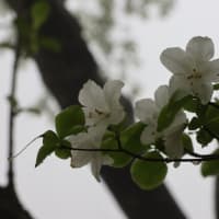 6月14日　”梅雨の頃「花」と「眺望」・「地形」を楽しむ観察会～赤城山地蔵岳・小沼・長七郎山を歩く～”　は無事終了しました