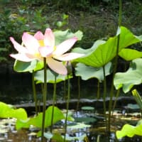 ニ千年の時を経て開花した大賀ハス～府中郷土の森公園～