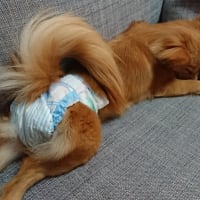 コロン ヒート中