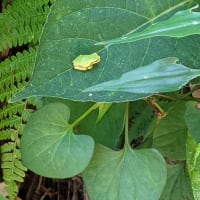 ワクチン接種2回目