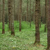 2025年7/5　山野草の森