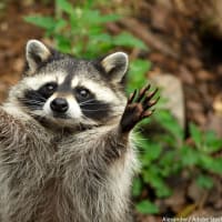 アライグマ写真撮りました！パソコンではてなブログ書いたのですが