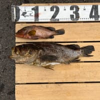 タケノコメバル