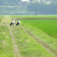 2025年06月27日　コウノトリ目撃情報