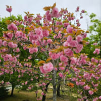 2024年4月18日、京都・仁和寺の桜