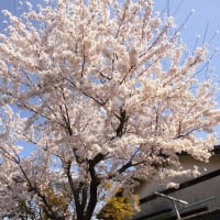 桜と遠景