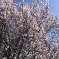 お花見ドライブ