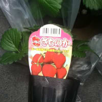 ベランダ用にイチゴの苗を買いました。
