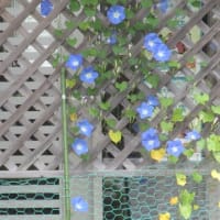 ラベンダーの苗を探して園芸店へ