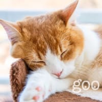猫のいる生活3