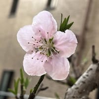 待望の春到来