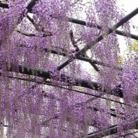 “万博公園のフジの花”