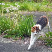 たんぽぽの綿毛のリース＊母の日カレー 
