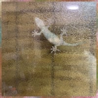 お家ペットのぷぅちゃんと、お外ペットのヤモちゃん(閲覧注意)