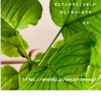 お引越し先　https://ameblo.jp/emustyleemu/