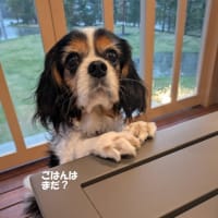 室内でバーベキュー🍖～2025GW長野旅行②