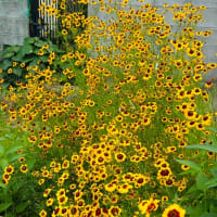 花と布鉢