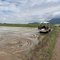 田植えラストスパート