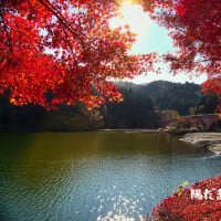 紅葉、黄葉　あ～～高揚