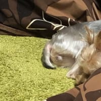 【まだまだ幼犬】