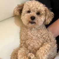 息子の3変げ