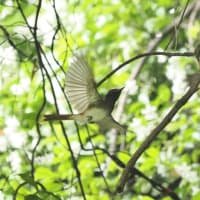 6月前半の鳥-20250615