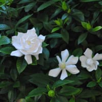 朝の散歩　谷端川緑地くちなしの白い花　　　　８