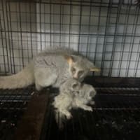 オオガラコの赤ちゃんが生まれました