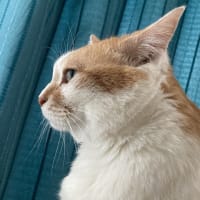 本日の猫たち#229