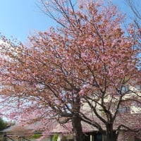 今年初めての桜らしい桜＆ルーミー🚘
