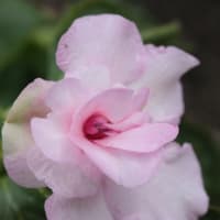 お庭日誌：６月２２日　ラズベリーを植える