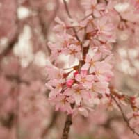 桜（2024春）