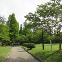 日曜朝のグリーンエクササイズ：千秋公園のツツジは終盤です。