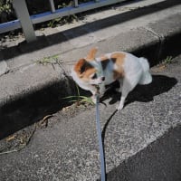 おニューのパソコンはいいね！